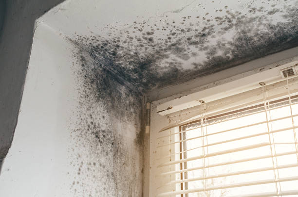 Affordable Attic Mold Removal solutions in Cross Junction, VA