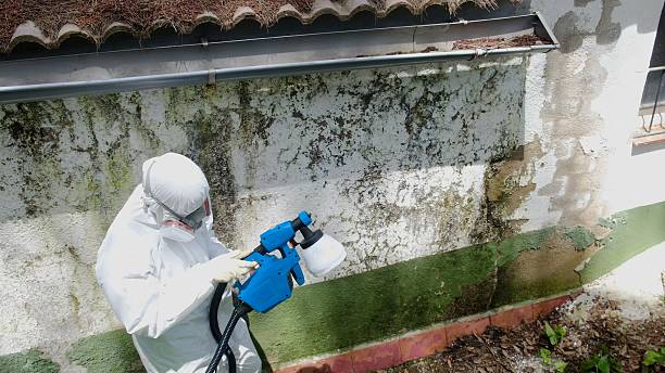 Top rated local Attic Mold Removal specialists in Cross Junction, VA